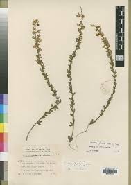 Image result for Crotalaria becquetii