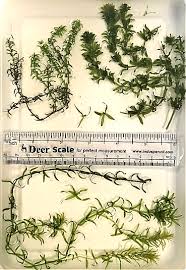 Image result for Hydrilla