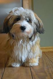 Beautiful havanese puppies raised in our home with love. Dog Breed Travel Profile Havanese