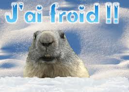 La marmotte phil sort de son terrier à l'occasion de groundhog day, en pennsylvanie. Epingle Sur Froid De Canard