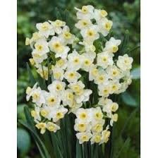 Daffodils Polyanthus Bunch Flowered Grand Monarch This Variety Is Well Known For Its Delightful Scent And Early Flowering Thes Bulb Flowers Daffodils Plants