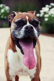 Looooonggg Tongue The Better To Lick You With My Dear Boxer Love Boxer Dogs Boxer And Baby