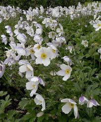 Anemone Wild Swan Flowering May To November A Magnificent New Plant From The Uk Japanese Anemone Anemone Plants