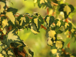 Es lohnt sich also, die wäsche auch im winter draußen trocknen zu lassen. Gold Efeu Gelbbunter Efeu Goldheart Hedera Helix Goldheart Baumschule Horstmann
