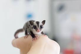 Exotic pets of all major brands including arcadia, exo terra, lucky reptile, microclimate. Find Out If An Exotic Pet Is Legal Where You Live