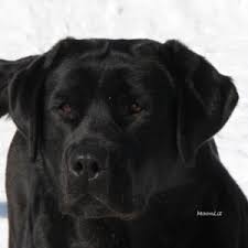 Greenfield puppies has puppies for sale in north carolina! Moonlit Labradors Black Yellow And Chocolate Labradors