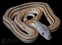 Bob Clark Available Reticulated Pythons