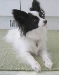 Black And White Papillon Dog Front View A White With Black Papillon Is Laying On A Rug Looking Up And To The Right Papillon Dog Papillon Dog Puppy Dogs