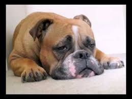 We did not find results for: Happy Birthday To You Bosco The Bulldog Youtube