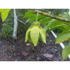 Image result for Artabotrys hexapetalus