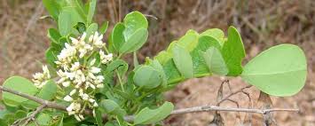 Image result for Dalbergia melanoxylon