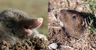 Maulwurf und wühlmaus haben auch einen unterschiedlichen speisezettel. Maulwurf Und Wuhlmaus Unterscheiden Mein Schoner Garten