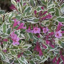 Rich pink flowers in spring. My Monet Weigela Weigela Florida Verweig In Boston Hopkinton Chelmsford Hingham Middleborough Massachusetts Ma At Weston Nurseries