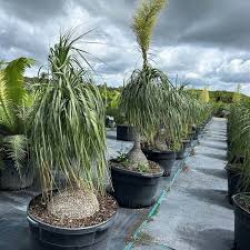 Image result for Beaucarnea recurvata