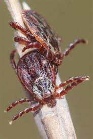 Der betroffene leidet unter taubheit in den beinen und muskelschmerzen. Borreliose Und Fsme Wenn Die Zecke Zusticht Nabu