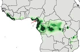 Image result for Afrothismia zambesiaca