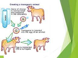 Since the first successful execution of the process in 1996, cloning has become a useful technique in the field of biotechnology.through cloning, transgenic (organisms having genes of interest inserted in their genome) plants and animals are used to make clones from adults. Transgenic Organisms What Is A Transgenic Organism Transgenic