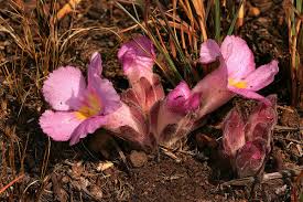 Image result for Harveya alectroides