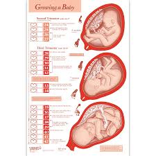 fetus growing chart growing chart for baby fetal development