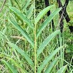 Image result for Aframomum alboviolaceum