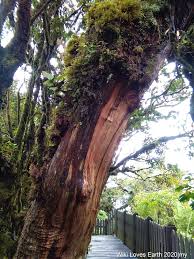 Experience the real cameron highland from penang. File Big Mossy Tree At Mossy Forest Cameron Highlands 02 Jpg Wikimedia Commons