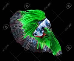 See more of green betta fish surabaya on facebook. Betta Fish Siamese Fighting Fish Betta Splendens Halfmoon Stock Photo Picture And Royalty Free Image Image 53294545