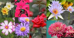 From caramel in january to honeysuckle in june, do you know your birth month flower and colour? Top 25 Birth Month Flowers And Their Meanings With Pictures