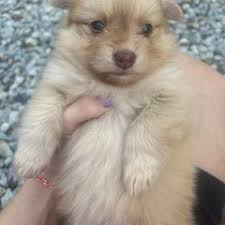 25 cute Pomeranian puppies for sale in Eau Claire, Wisconsin