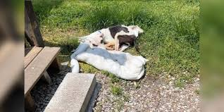 Man On Way To Work Finds Skeletal Puppy Tied To His Bus Stop - The Dodo