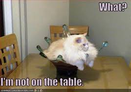 You Said Stay Off The Table Meme Slapcaption Com Crazy Cats Funny Animal Pictures Funny Animals