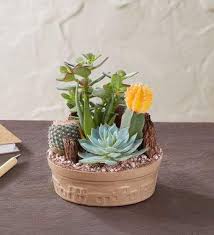Maybe you would like to learn more about one of these? 1800flowers Cactus Dish Garden With Cacti And Succulents Small Amazon In Grocery Gourmet Foods