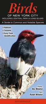 The following list of birds of new york includes the 494 species and a species pair of wild birds documented in new york as of july 2020. Birds Of New York City Incl Central Park Long Island A Guide To Common Notable Species Randi Minetor Nic Minetor 9781936913169 Amazon Com Books