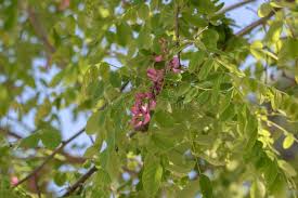 Image result for Margaretta rosea