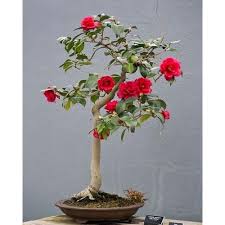Flowering bonsai trees are the perfect alternative to giving flowers. Bonsai Red Camellia Seeds Bonsai Tree Bonsai Flower Flowering Bonsai Tree