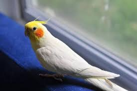 See full list on dogscatspets.org Lutino Cockatiels A Special Specie Not Seen In The Wild