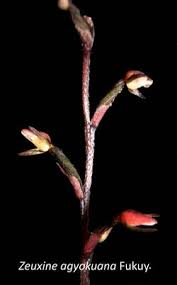 Image result for Zeuxine stammleri