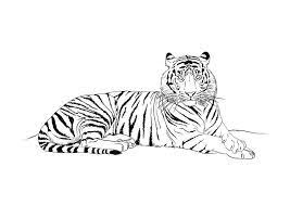 8 Luxe De Dessin Bebe Tigre Image Coloriage Tigre Coloriage Mandala Coloriage
