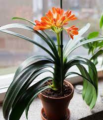 We have assembled some of the greatest potting mixes to meet all your growing needs. Clivia Care How To Grow A Kaffir Lily Smart Garden Guide