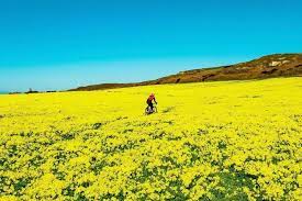 We did not find results for: This Epic Wildflower Superbloom Is Still Happening In Davenport Secret San Francisco