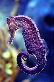 Why Look A Purple Seahorse Suppose That Is Better Than A Purple Cow Wait Didn T I See One Once Animals Sea Animals Sea Creatures