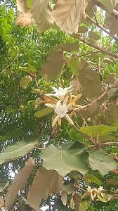 Image result for Pterospermum acerifolium