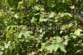 Image result for Cleistanthus schlechteri