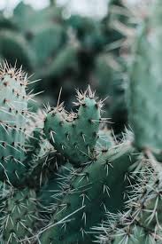Travelling on foot is convenient for house buyers in los angeles; Losangeles 22jan18 4361 Jpg Succulents Wallpaper Plant Aesthetic Green Aesthetic