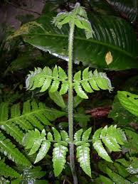 Image result for Lonchitis