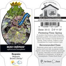 Image result for Begonia bequaertii