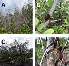 Image result for Agelanthus sp. aff. A. brunneus