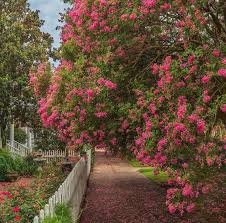 In fall the leaves turn a brilliant yellow, orange or red before the trunks of the trees can be quite attractive ranging from pale cream to dark cinnamon or rich brown in color. How To Care For Crape Myrtles Faded Flowers And Fungus Spots Are Bothering These Readers Home Garden Nola Com