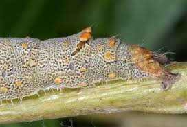 Image result for Catocala electa