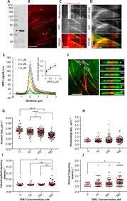 Microtubules function in plant cell. Mechanism Of Microtubule Plus End Tracking By The Plant Specific Spr1 Protein And Its Development As A Versatile Plus End Marker Journal Of Biological Chemistry