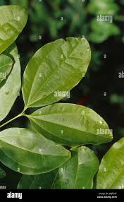 Image result for Strychnos mitis